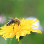 A la découverte des pollinisateurs du Grand Nancy : quiz & conférence