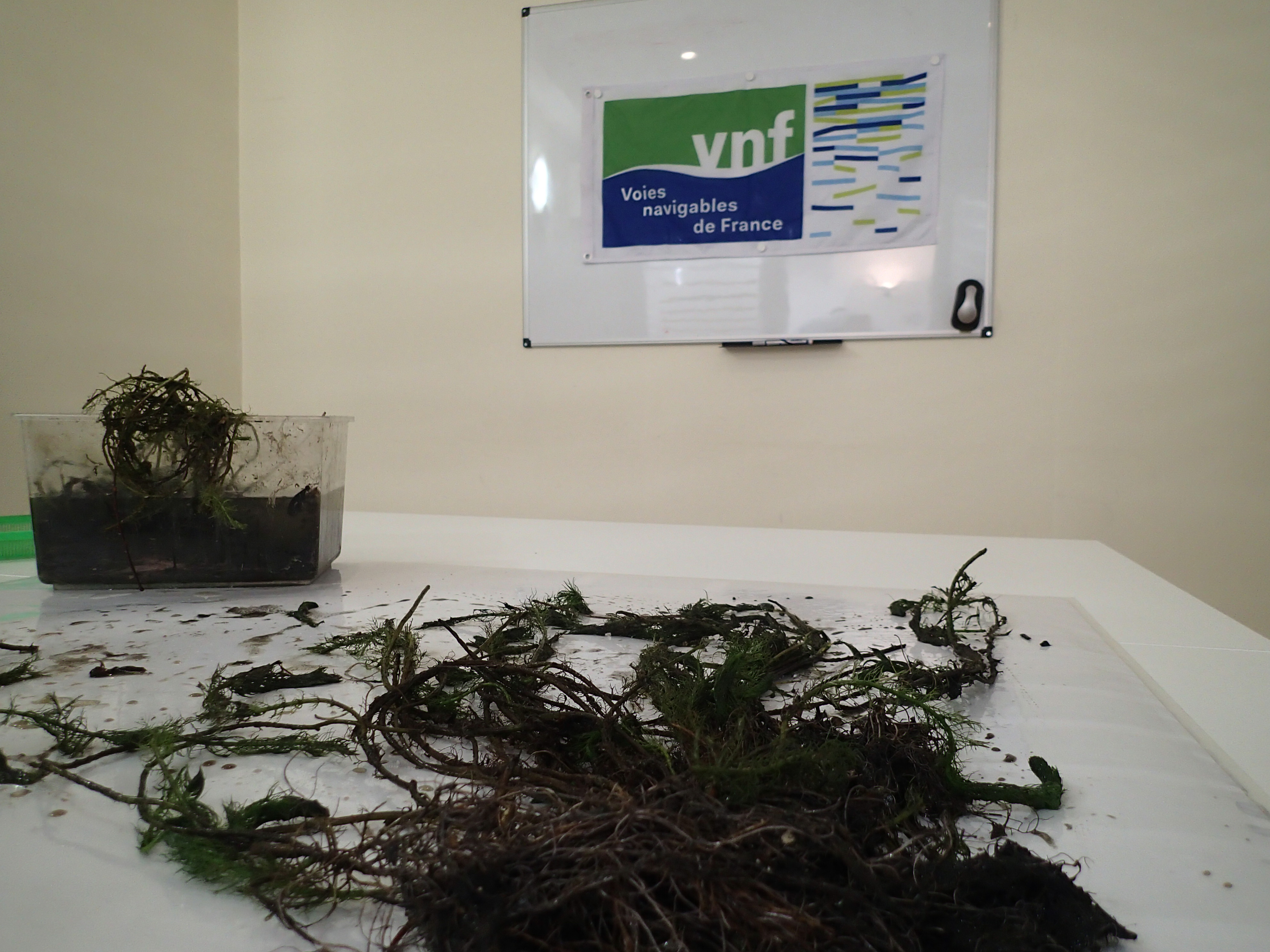 Suivi des plantes aquatiques sur le Domaine Public Fluvial de VNF DTS