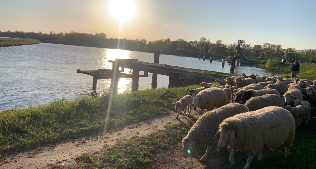 Des moutons pour l’entretien des digues le long du Rhin