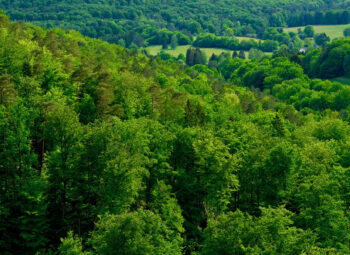 Un nouveau dispositif d&rsquo;aide pour la résilience des forêts