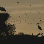 Ciné-débat : Quand passent les oiseaux