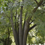 ARBRES REMARQUABLES DE L&rsquo;AUBE