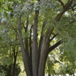 ARBRES REMARQUABLES DE L&rsquo;AUBE