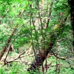 Représentant de la société