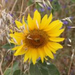 Rencontres Apoidea Gallica