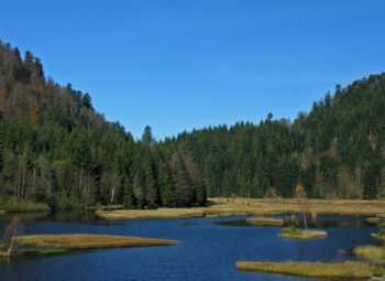 Appel à projets Mécénat – Biodiversité, Environnement, Eau, Climat, Forêt