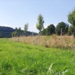 La haie, réservoir de biodiversité