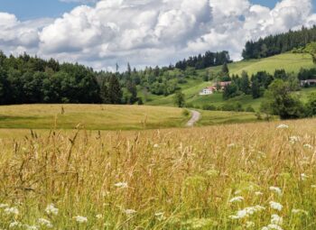 Prairies à flore diversifiée : fiches pratiques & retours d’expériences