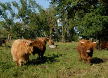 Biodiv’pâture : des bisons ou des buffles le long du Rhin ?
