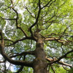 Tombola de la Fondation du Patrimoine : préservez les trésors cachés de nos forêts !