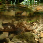 La faune piscicole des cours d’eau du Grand Est : des espèces patrimoniales aux espèces exotiques envahissantes