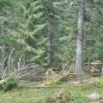Trames de vieux bois et forêts en libre évolution