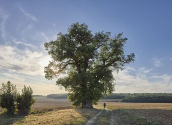 Concours Arbre de l’Année : soutenez l’arbre de votre région !