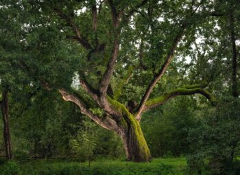 Concours Arbre de l’Année : soutenez l’arbre de votre région !