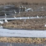 Comptage des oiseaux d’eau