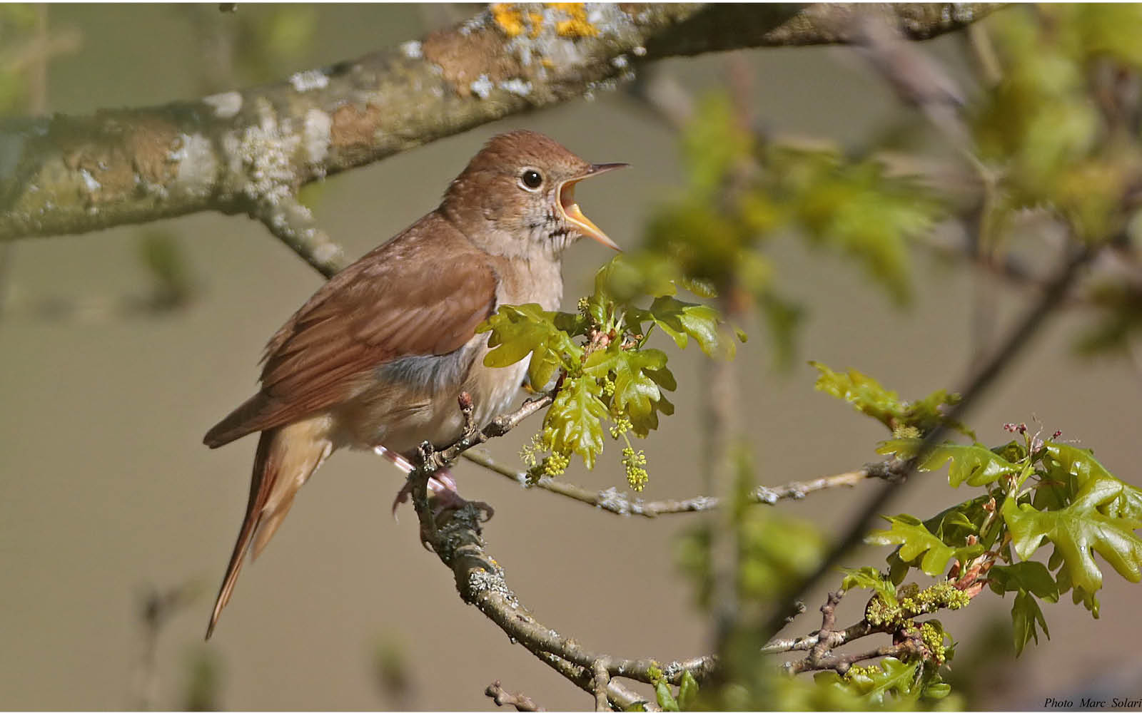 Initiation aux chants d’oiseaux