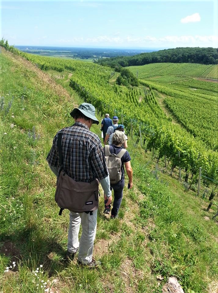 Lorsque la plaine du Rhin s’effondra