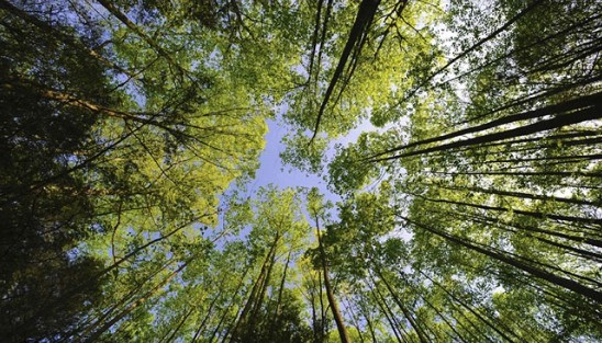 Mal-Hêtre, enquête sur la forêt française