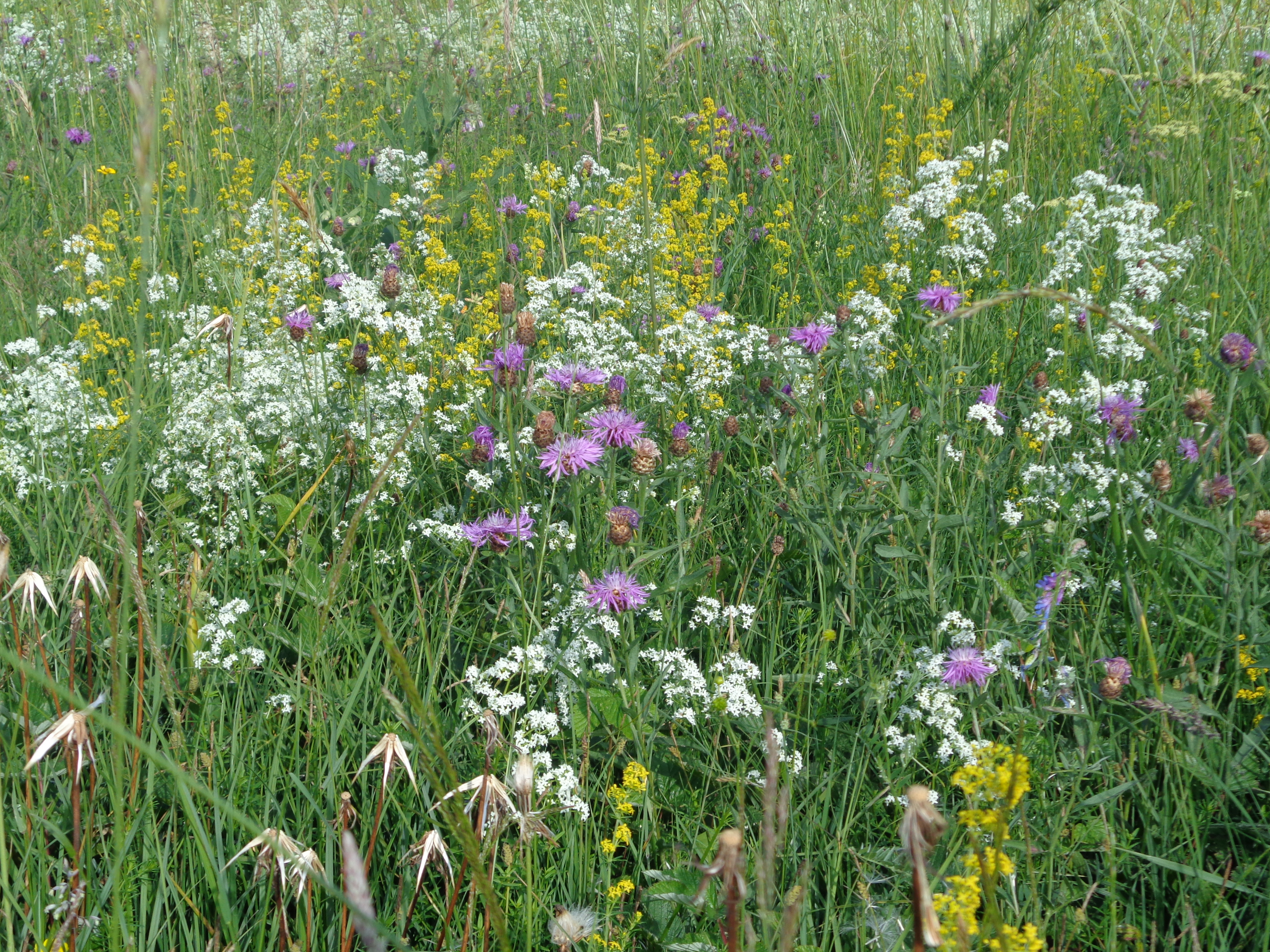 A la rencontre des plantes sauvages comestibles