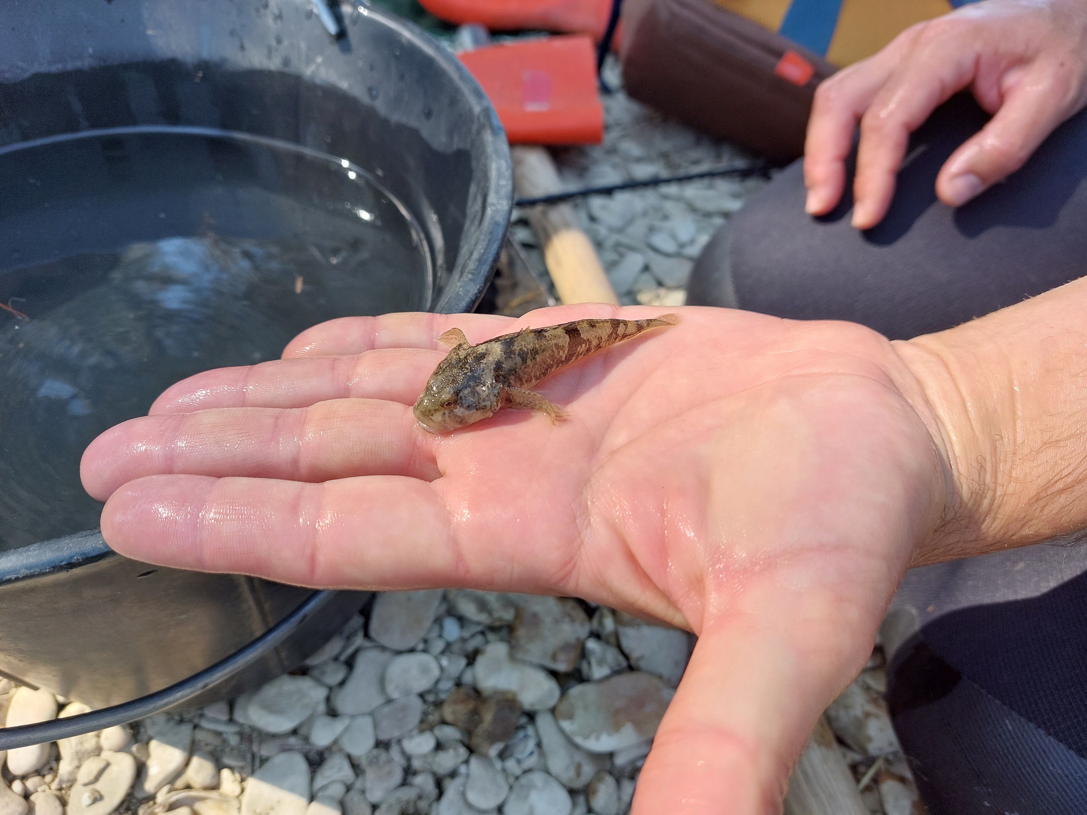 Découverte des poissons de nos rivières