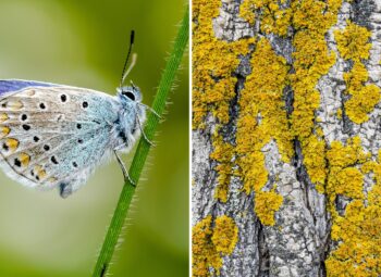 Biodiversité du Grand Est : panorama & chiffres clés 2024