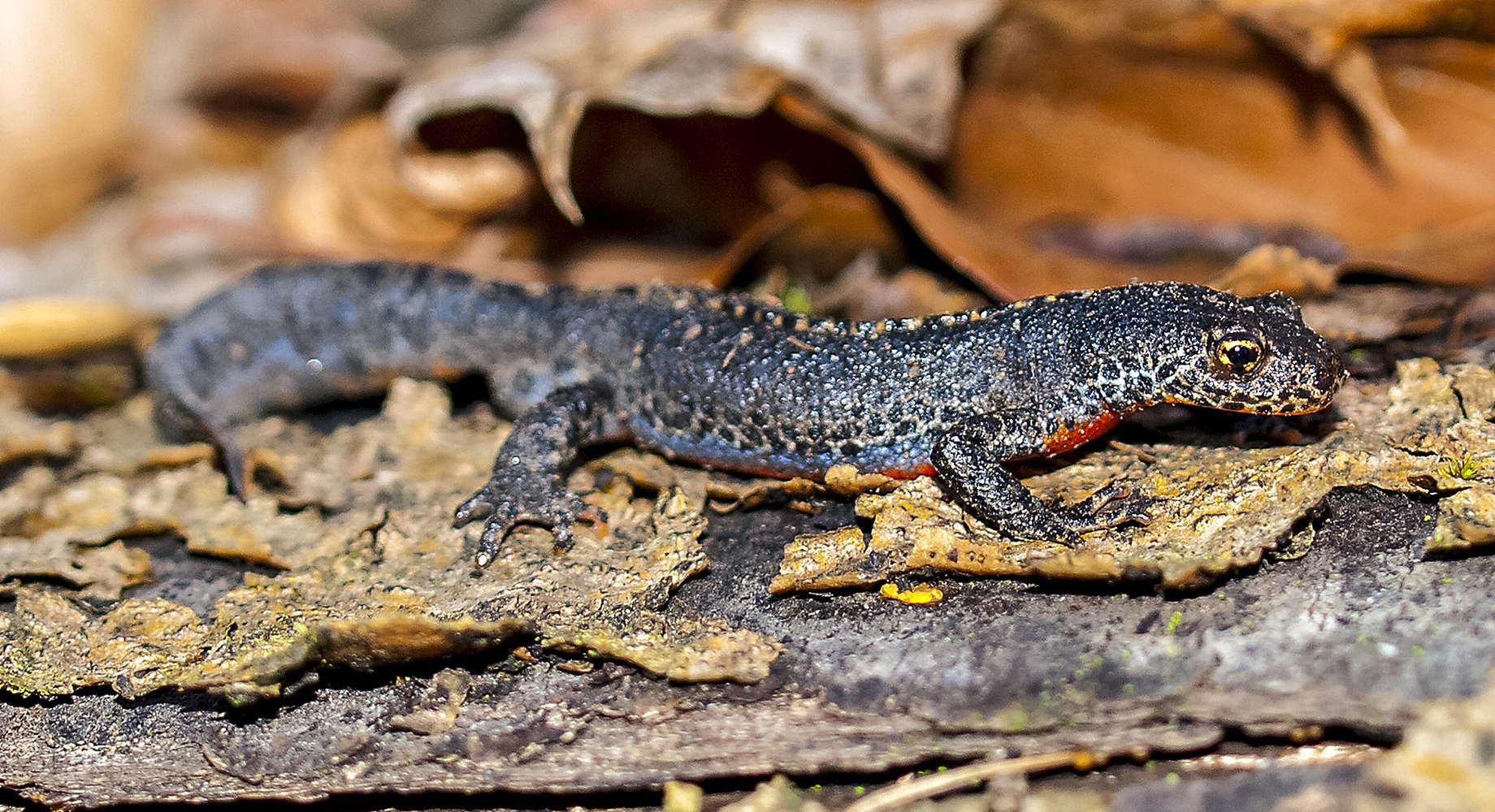 À la recherche des amphibiens de nos forêts