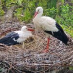 Cigogne blanche: évolution de la population nicheuse en Grand Est