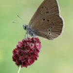 Les contrats Natura 2000, un outil au service de la biodiversité