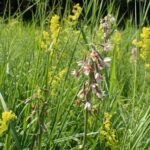 Découvrez les prairies de la bande rhénane