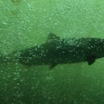 Quelle est la reconquête des cours d’eau par les grands migrateurs ?