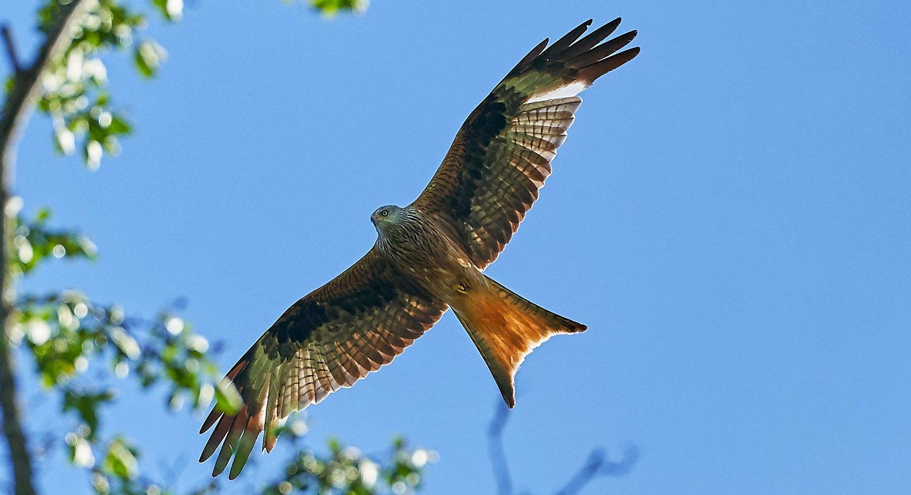 Les oiseaux autour des vergers de Lutter