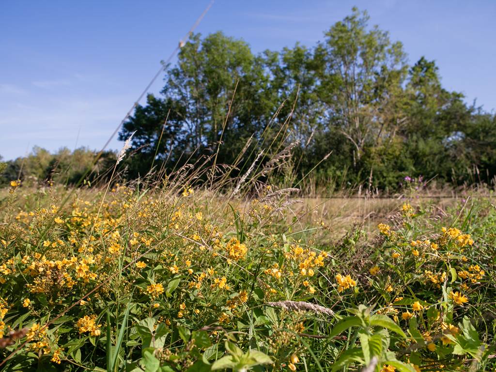 Fête de la nature à Courteranges : Plongée dans la Réserve naturelle