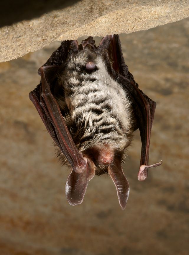 La nuit des chauves-souris