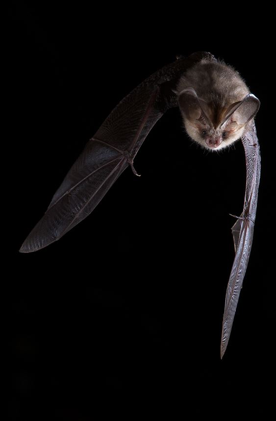 Découverte des chauves-souris