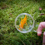 Observer, comprendre, protéger : les données naturalistes au service de la biodiversité régionale