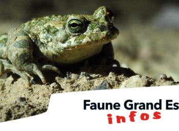 Faune Grand Est Infos, le nouveau blog dédié aux observations naturalistes