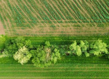 Plan Haies : la Région dévoile sa feuille de route