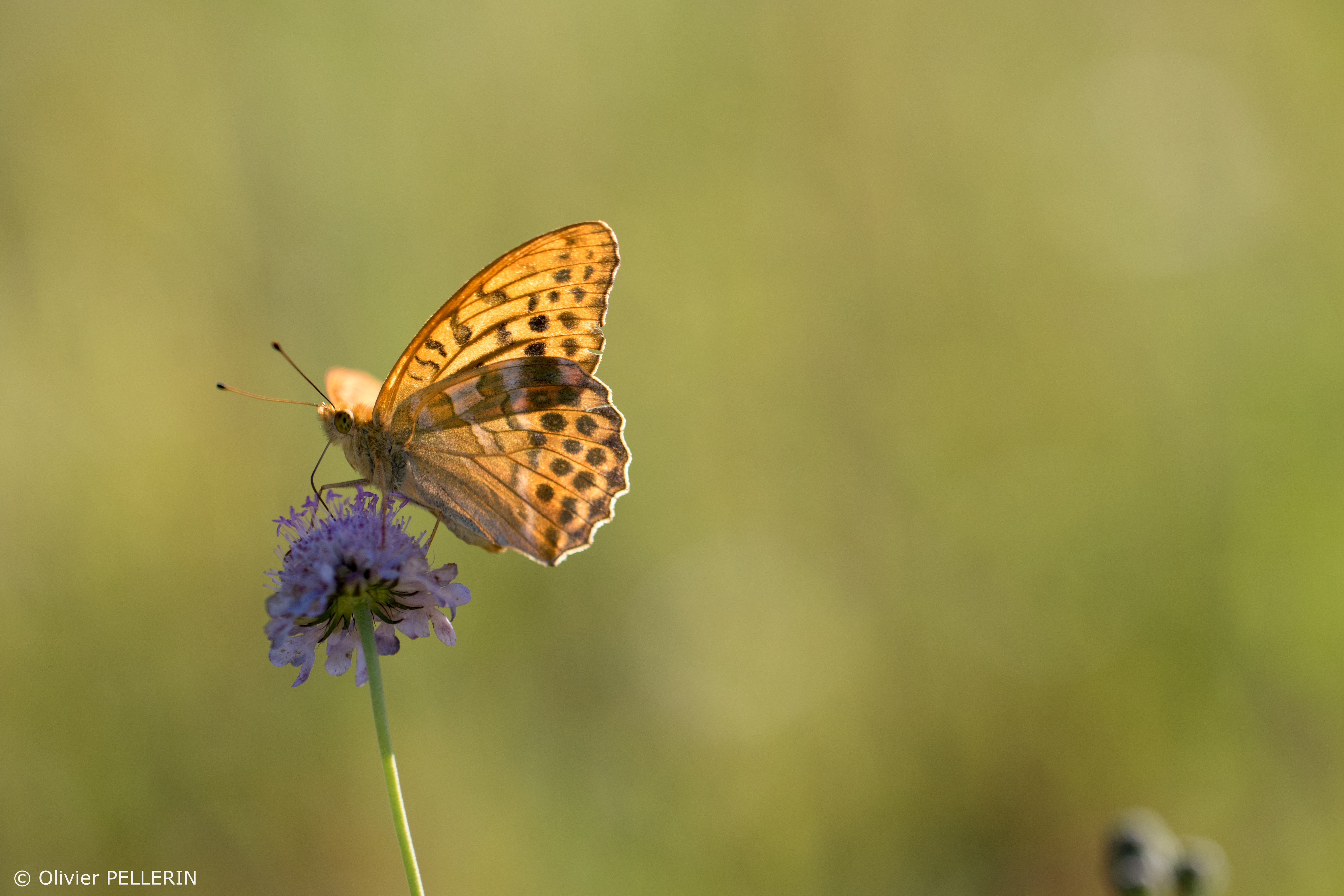 Fleurs et papillons, couleurs de nos prairies