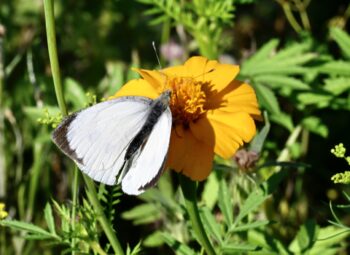 Recensement des actions favorables aux pollinisateurs