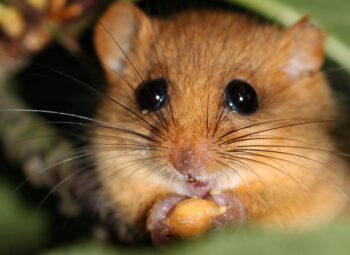 Le GEPMA s’équipe pour renforcer ses actions en faveur de la biodiversité