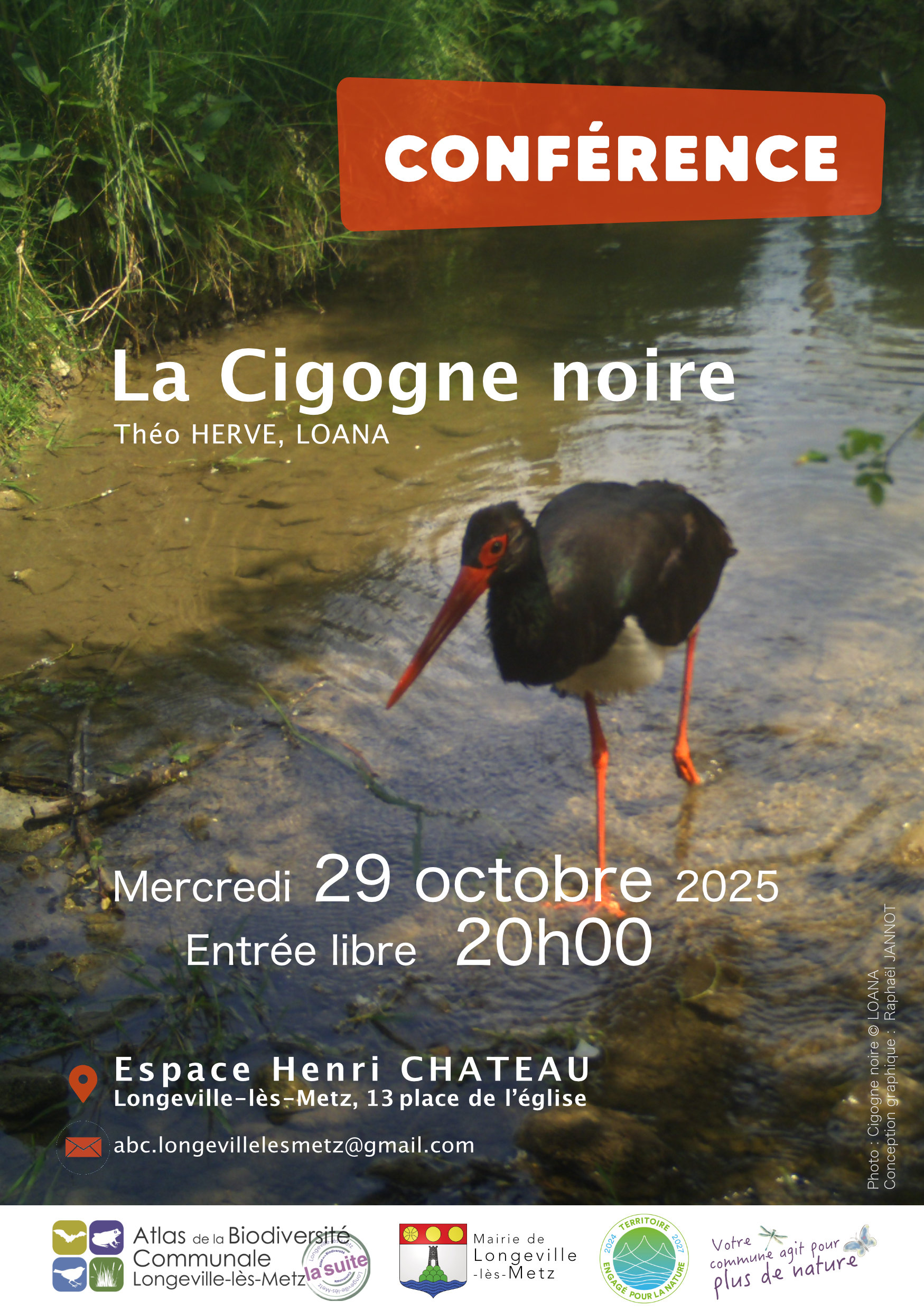 La cigogne noire