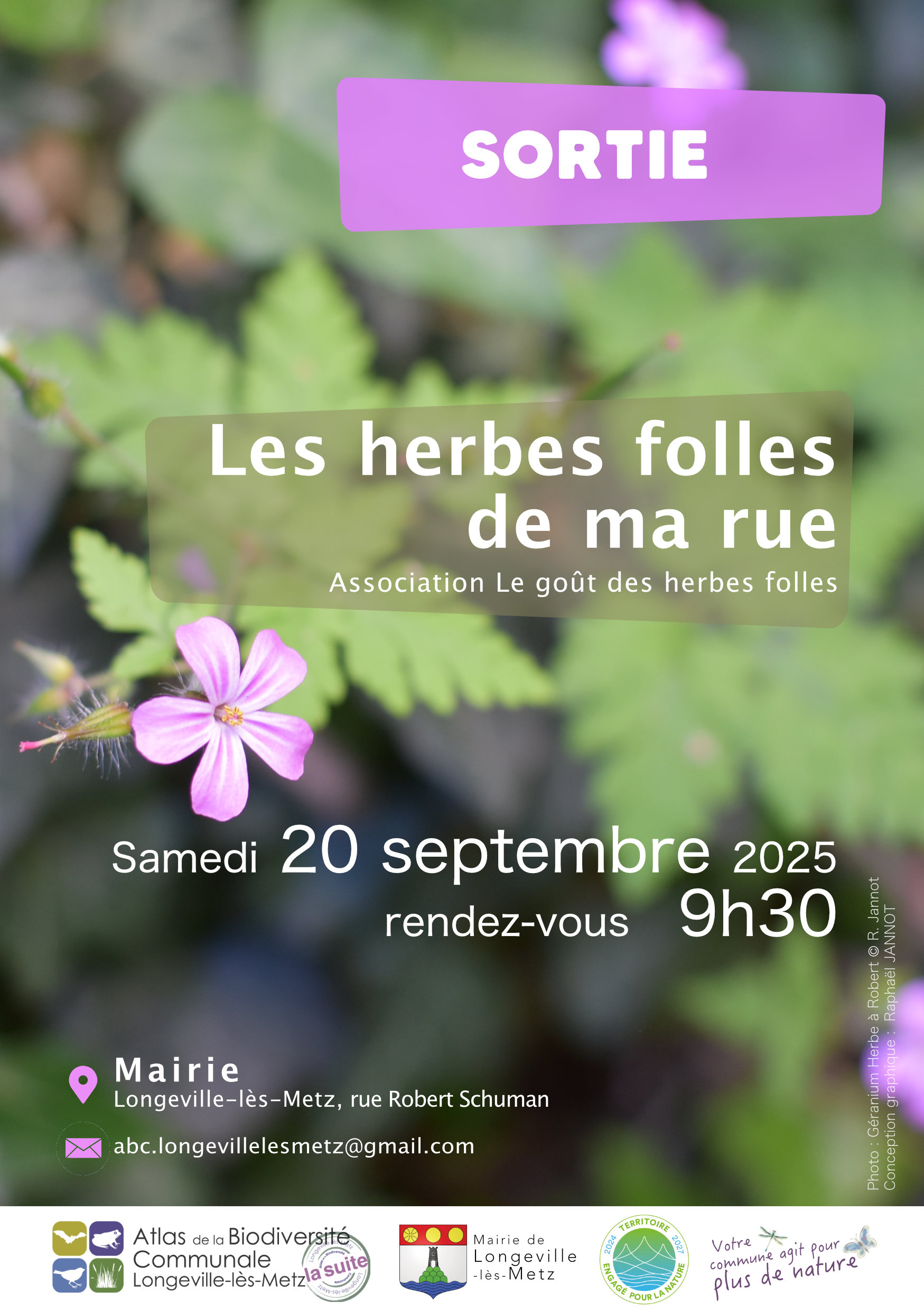 Les herbes folles de nos rues