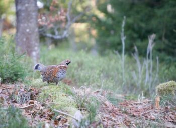L’œil de Gatien Charbonnier : préserver l’invisible