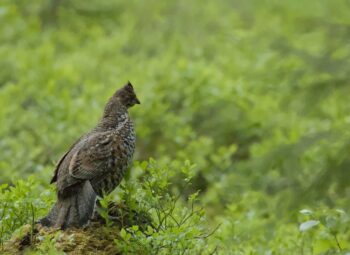 La Gélinotte des bois : une habitante discrète de nos forêts