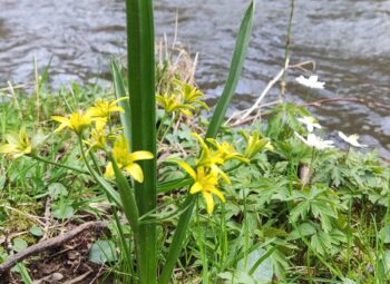 Natura 2000 : Sur les traces de la Gagée jaune