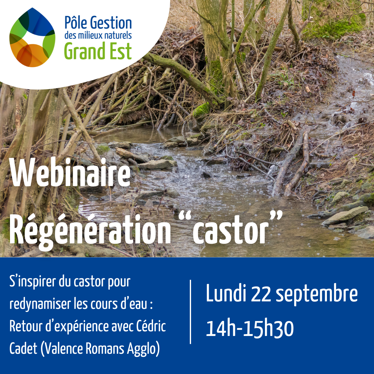 Webinaire : régénération low-tech castor mimétique