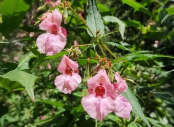 Gestion d’une plante exotique envahissante : Balsamine de l’Himalaya