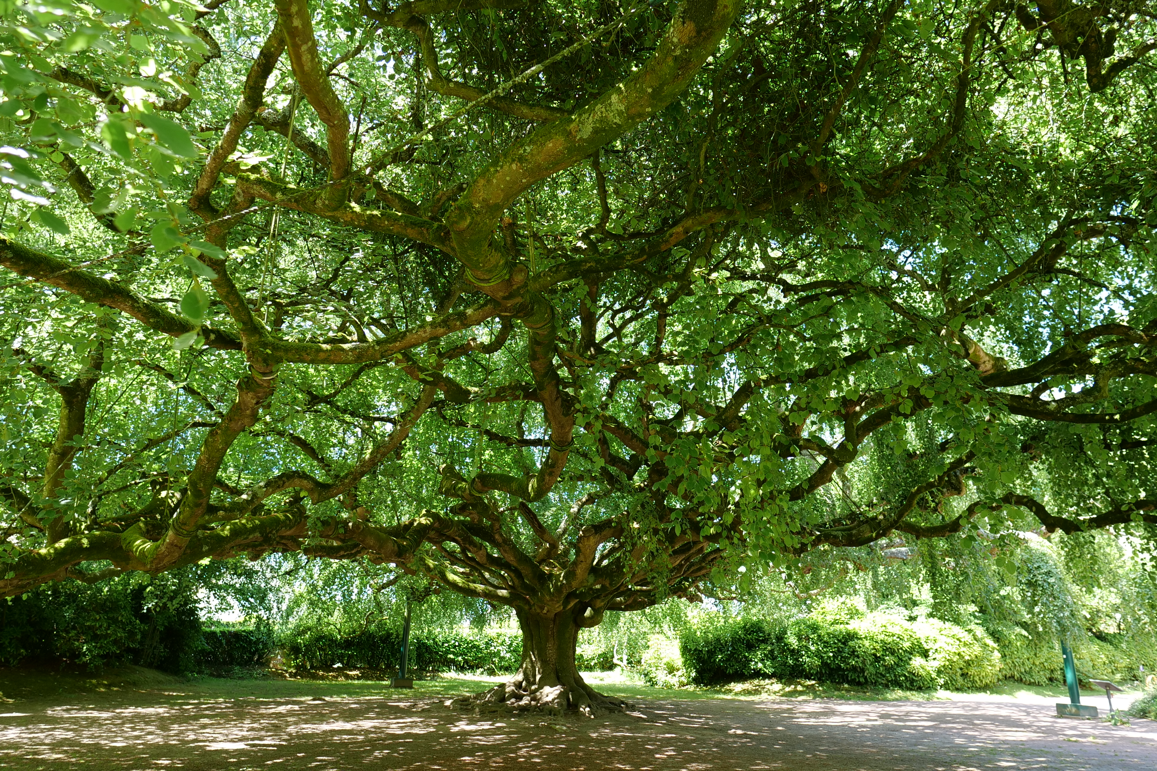 Les arbres, remarquables, au coeur de la biodiversité