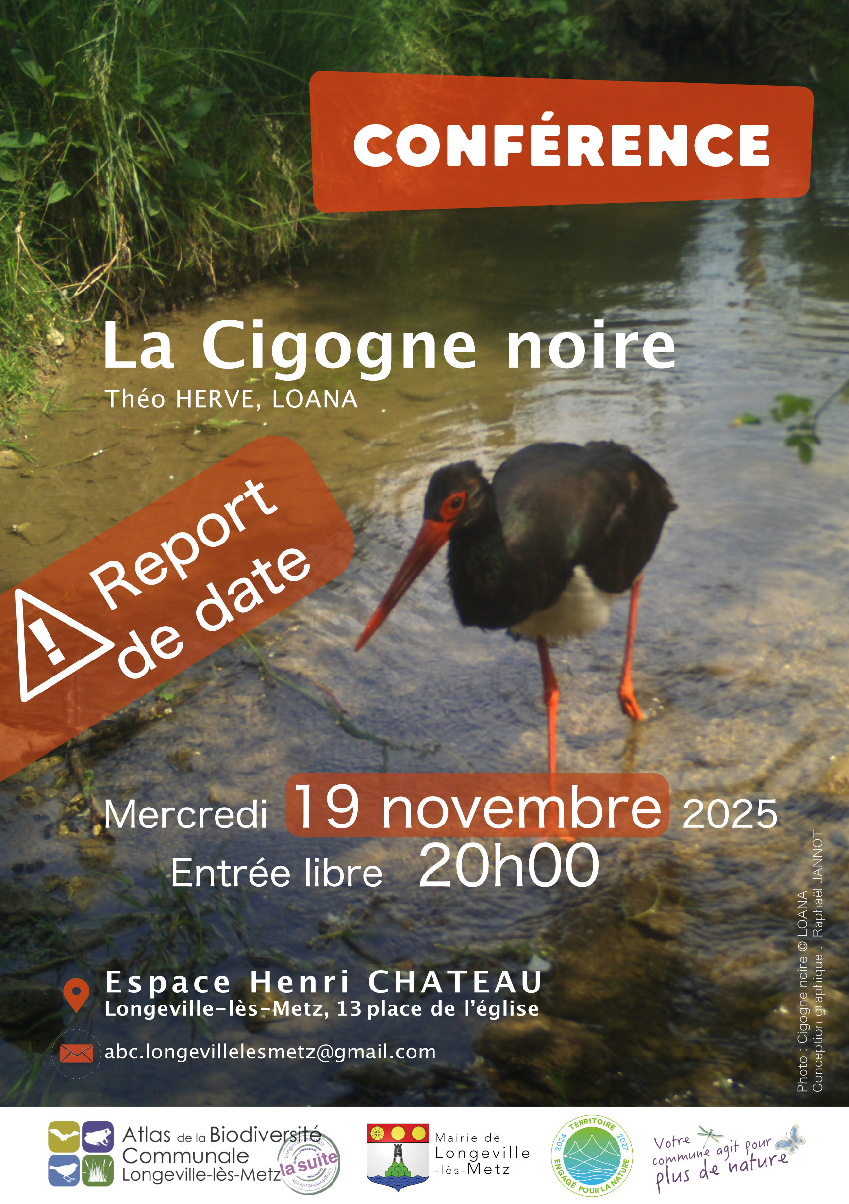La cigogne noire