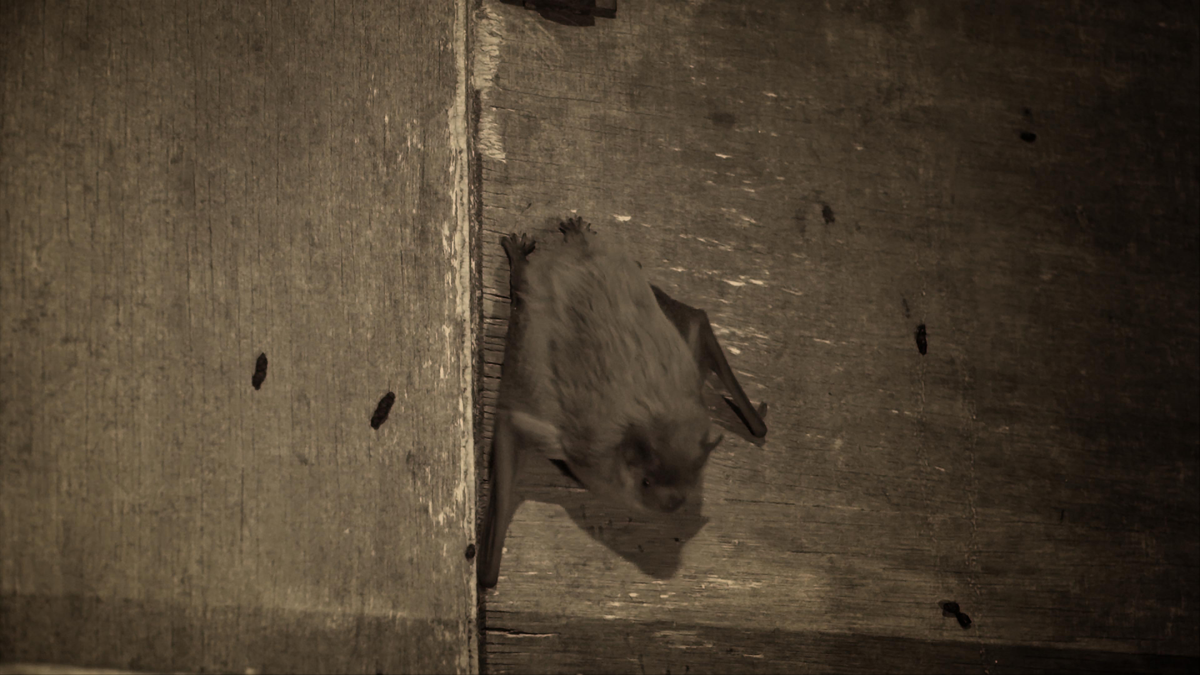 Migrations secrète, la pipistrelle de Tathusius